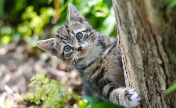 Smart Collar Can Track Your Pet in Real-time