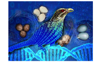 Cuckoo Search Program Supports Quick Identification of  High-Entropy Alloys
