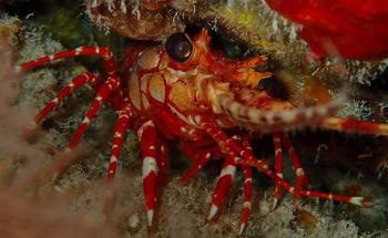 Bio-Inspired: How Lobsters can Help Make Stronger 3D-Printed Concrete