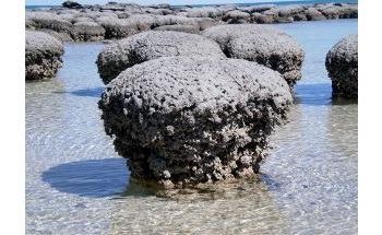 Stromatolites - The Fossils of Earth's Earliest Lifeforms - May Owe Their Existence to Viruses