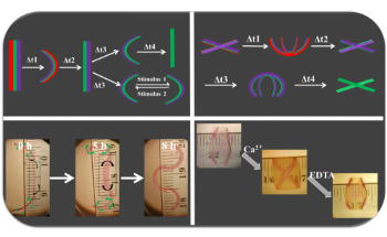 New 4D Hydrogels can Change Shape in Response to Stimuli