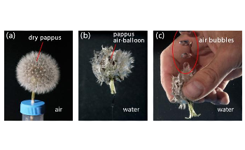 Study on Dandelions Could Help Develop Bioinspired Devices for Underwater Operations