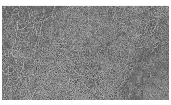 Slimy, Tough Bacterial Biofilm Could Help Separate Water and Oil