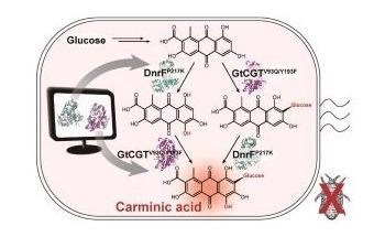 Newly Engineered Bacterium can Produce Carminic Acid