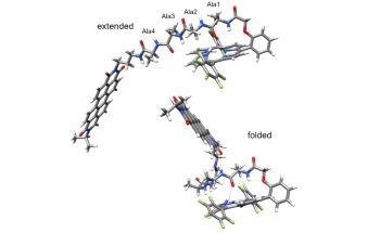 Researchers Observe Picosecond Charge Transfer in Peptides