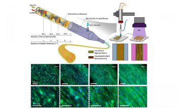New 3D Bioprinting Technique Directs Cell Orientation at Individual Cell Level
