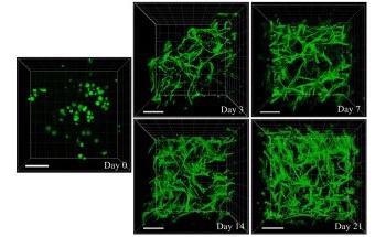 Biopolymers as Nature’s Tools for Wound Therapy