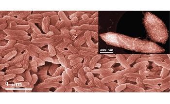 Anaerobic Bacterium Helps Synthesize Catalysts to Split Hydrogen from Water