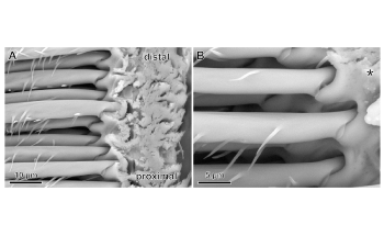 Functional Diversity of Spider Hairs may Lead to Powerful, Reversible Adhesives