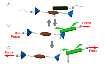 Study Opens the Door to Exploring New Force Regimes in Polymers