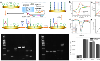 Novel Bipedal DNA Walking Nanomachine Based on DNA Logic Circuits