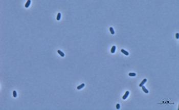 Researchers Use Microorganisms to Convert CO2 into Plastic and Polymers