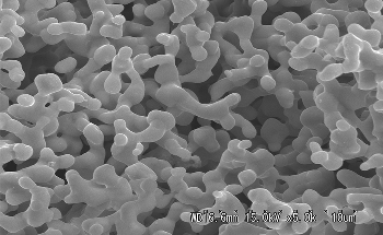 Scientists Develop Polymer-Coated Metal Catalyst to Efficiently Recycle CO2