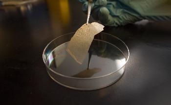Researchers Develop Efficient Electrodes by Mimicking Bamboo Membranes