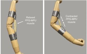 New Shape Memory Polymer Stores Six Times More Energy than Others