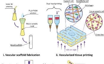 3D Bioprinting: How to Print Blood Vessels for Transplant