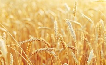 Can Wheat be Used as a Biocomposite Material?