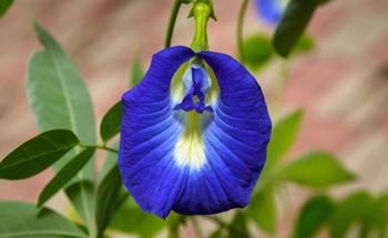 Gold Nanoparticles Synthesized Using Flower Extract