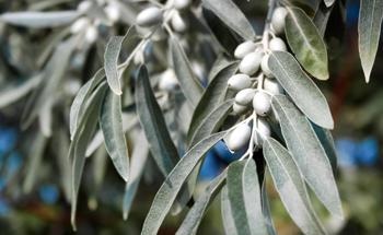 Green Synthesis of Zinc Oxide Nanoparticles Using Russian Olive Extract