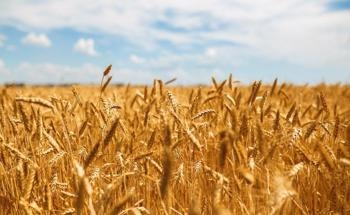 How Can Nanotechnology be Used in Wheat Biofortification?