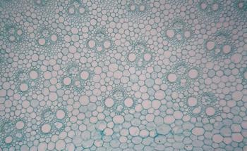 Improving Polylactic Acid Structures with Bamboo-Derived 3D Printing