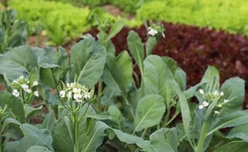 Accelerated Research on Sprayable RNA Biopesticides