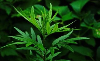 Plant-Based Copper Nanoparticle Production