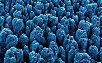 Synthetic Biology Helps Researchers to Develop Underwater Adhesives