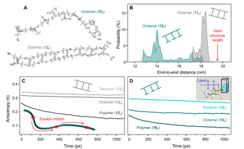 Highly Conjugated Ladder Polymers of Unparalleled Dimensions