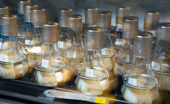 Genetically Engineered Sugar-Loving Microbes Could Help Fuel Future Cars