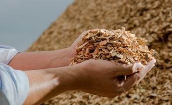 Biomass Fuel and Renewable Energy: The Production Process Through a Techno-Economic Lens