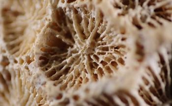 Characterizing Synthesized Biphasic Calcium Phosphate Ceramics