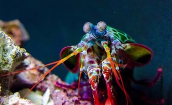 Bouligand Structure of Mantis Shrimp Inspires 3D Printing of Concrete