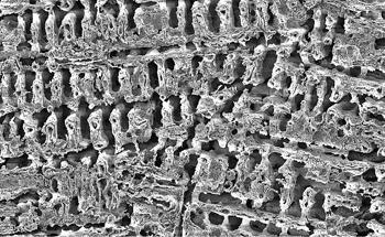 New Copper Surface Eliminates Bacteria in Just Two Minutes