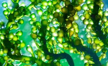 Carbon Capture Using Algae
