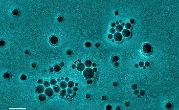 DOE to Award $110 Million to Design Plants, Microbes for Producing Advanced Biofuels and Biomaterials