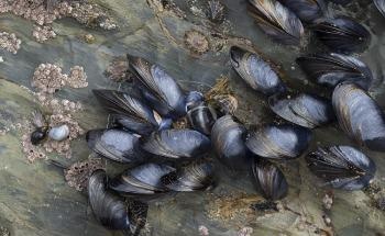 Mussel-Inspired 3D Printed Hydrogels