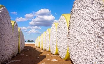 Recycling Cotton Gin Trash for Use in Soil