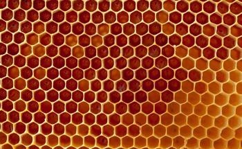 Drawing on Biomimetics to 3D Print Honeycomb-Reinforced Starfish Shapes