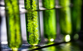 Conversion of Residual Algal Biomass into Hydrochar