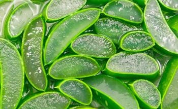 Incorporating Aloe Vera into Alginate Hydrogels