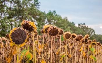 Effect of Corn Cob Ash vs Sunflower Stalk Ash on Compressive Strength of Concrete