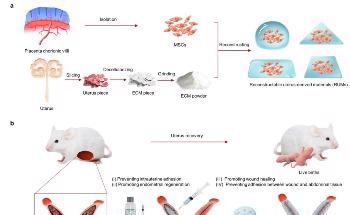 Reconstructable Uterus-Derived Materials Enable Recovery from Severe Uterine Injury