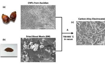Utilizing Sea Pineapple Shells and Blood Waste to Create Electrocatalysts