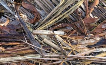 Palm Tree Waste as a New Green Adsorbent