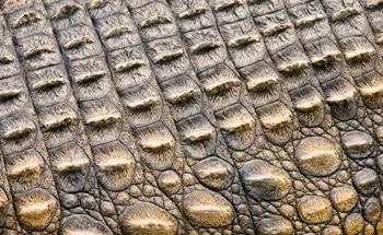 Lithium-ion Batteries Inspired by Crocodile Skin