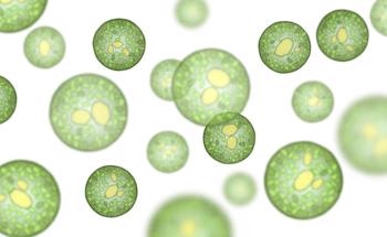 Sustainable Green Lubricants from Microalgae