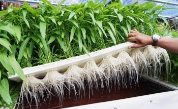 Can Hydroponics Treat Acid Mine Drainage?