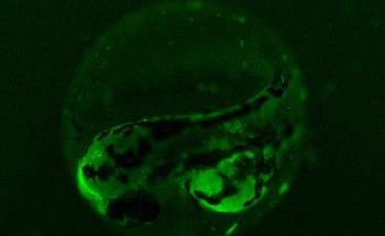 Study Examines Sustainable Bioeconomy with Computer Modeling and Laboratory Experiments