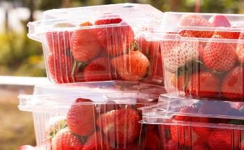 Edible Biopolymer Food Coating with Nanocurcumin and Honey